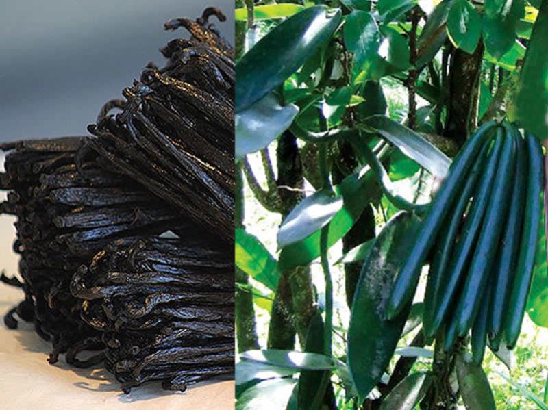 Vanille Bourbon de Sambava Madagascar Gourmet 18-20 cm