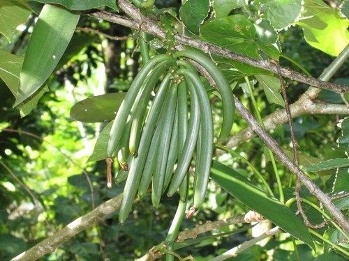 Vanille Bourbon de Sambava Madagascar Gourmet 18-20 cm