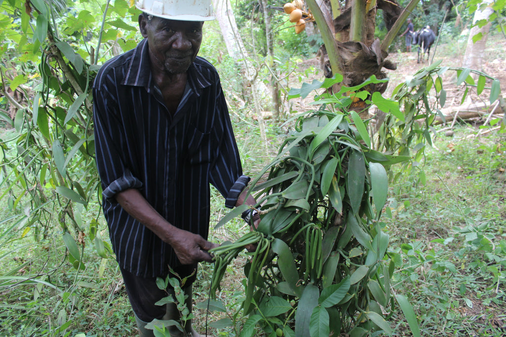 Vanille Bourbon de Sambava Madagascar Gourmet 16-18 cm