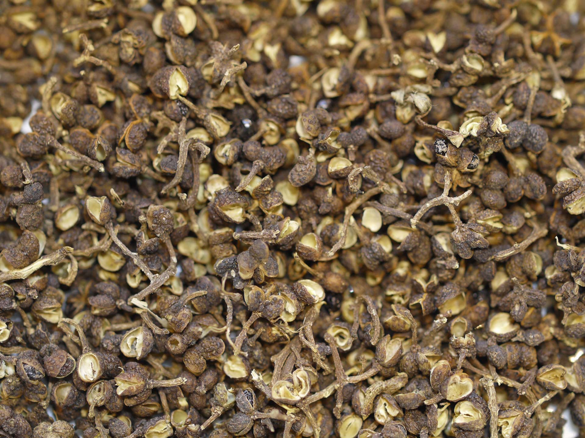 Baie Batak Indonésie - Épice Rare et Aromatique