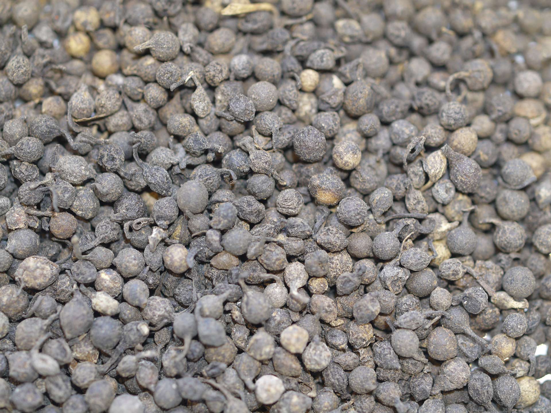 Poivre Likouala Congo - Poivre des Gorilles Rare